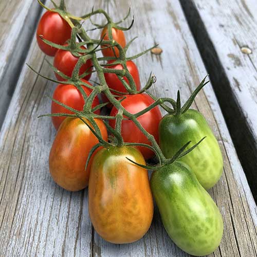 Tomato Roma VF Seeds