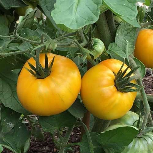 Tomato Yellow Oblate Seeds