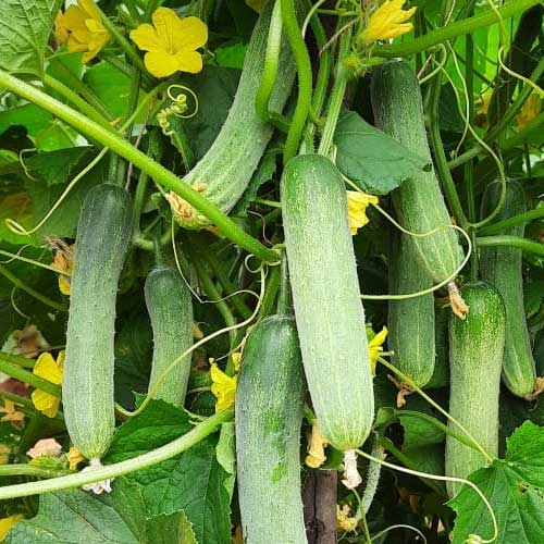 Cucumber Surat Green Seeds