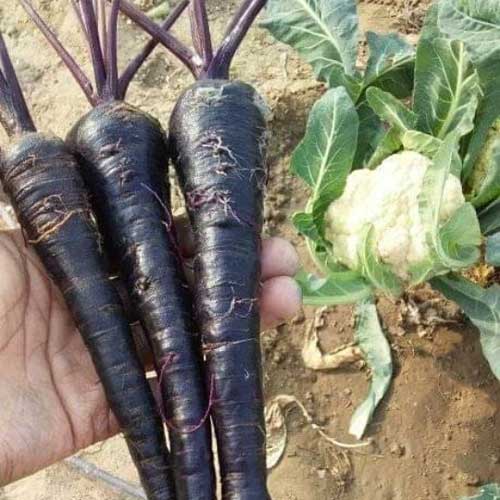 Carrot Black Long Seeds