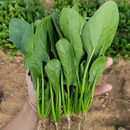 Spinach Palak Green King Hybrid F1 Seeds 