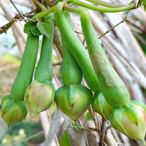 Clove Beans Green Mookuthi Avarai Nithya Vazhuthana Seeds