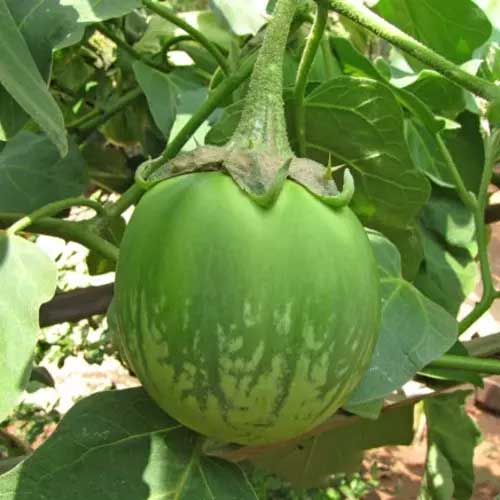 Brinjal Green Round Seeds