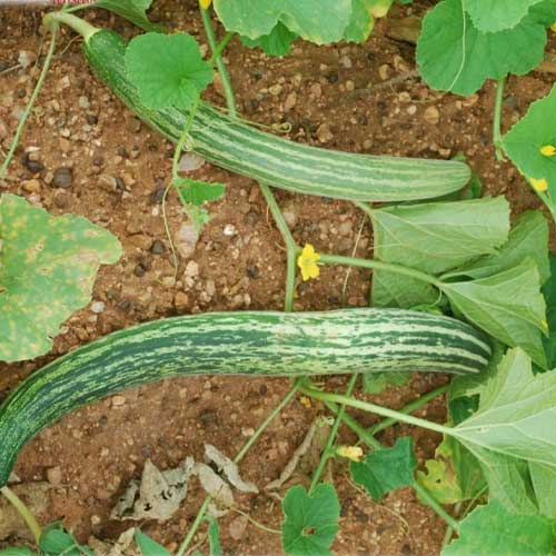 Cucumber Dharwad Green Long Seeds