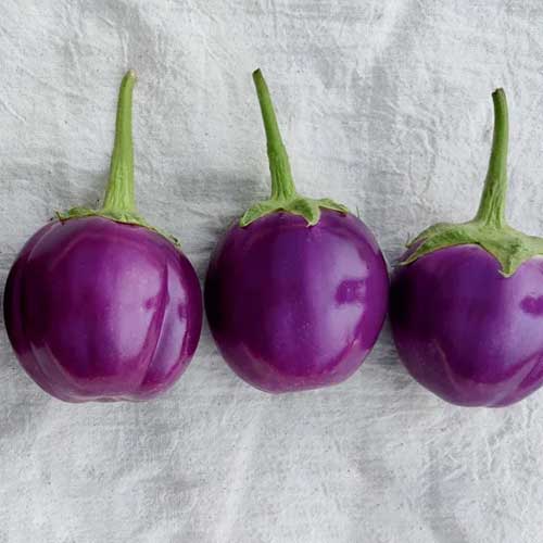 Brinjal Purple Round Seeds