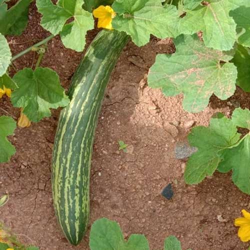 Cucumber Dharwad Green Long Seeds