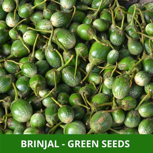 Brinjal Green Round Seeds