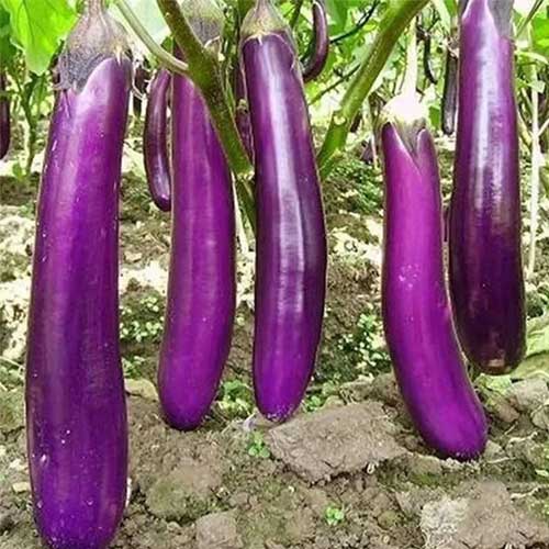 Brinjal Purple Long Seeds