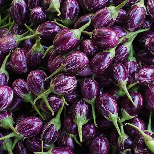 Brinjal CVK Seeds