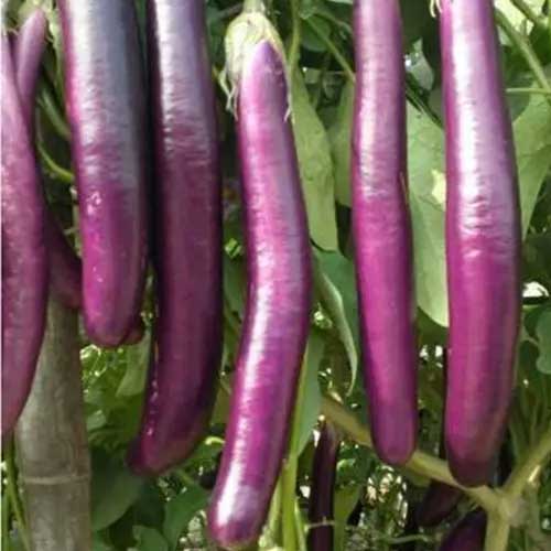 Brinjal Purple Long Seeds