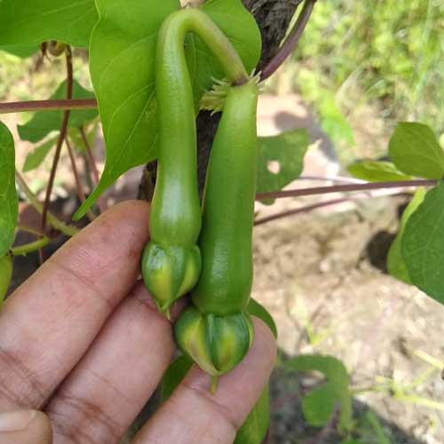 Clove Beans Green Mookuthi Avarai Nithya Vazhuthana Seeds