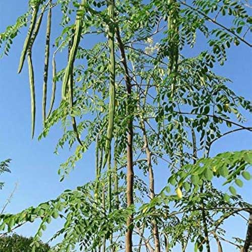 Drumstick Moringa PKM1 Seeds