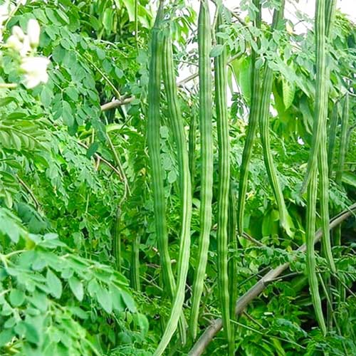 Drumstick Moringa PKM1 Seeds