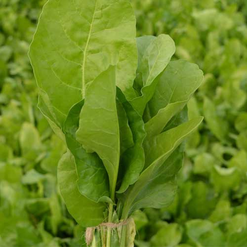 Spinach Palak Green King Hybrid F1 Seeds 
