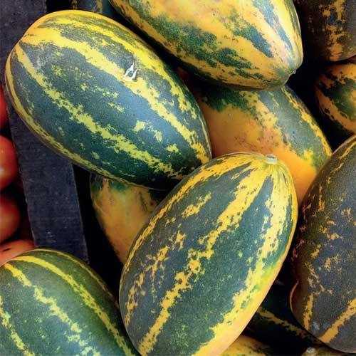 Cucumber Yellow Gullakai Seeds
