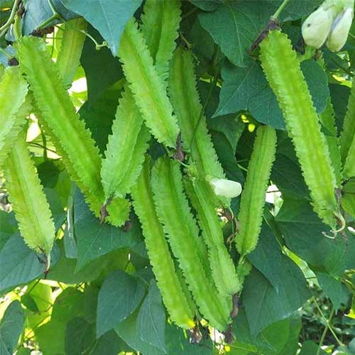 Winged Beans Green Star Beans Seeds