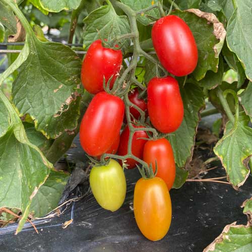 Tomato Roma VF Seeds