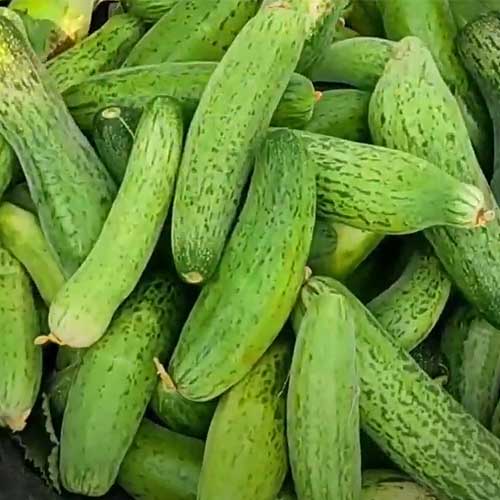 Cucumber Dharwad Green Seeds