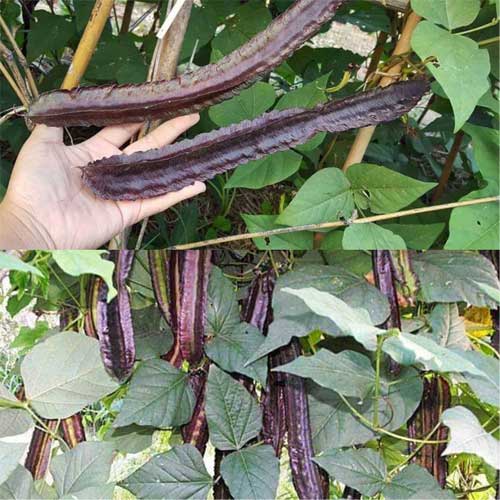 Winged Beans Purple Star Beans Seeds