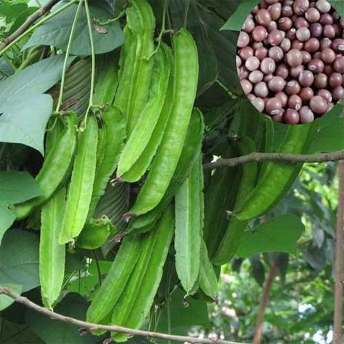 Winged Beans Green Star Beans Seeds