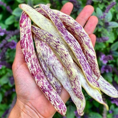 Dragon Tongue Beans Seeds