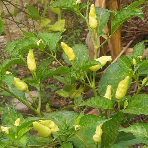 White Bird Eye Kanthari Chilli Seeds