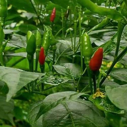 Chilli Birds Eye Kanthari Green Seeds