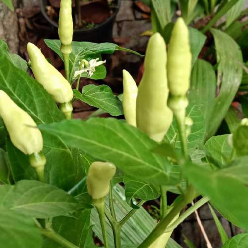 White Bird Eye Kanthari Chilli Seeds