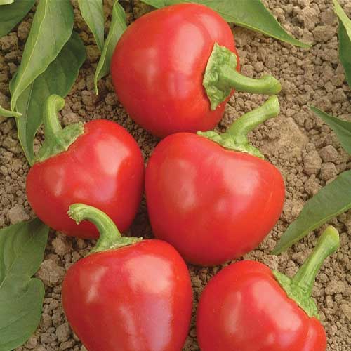 Chilli Red Cherry Seeds 