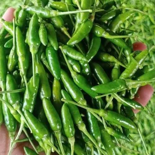 Chilli Birds Eye Kanthari Green Seeds