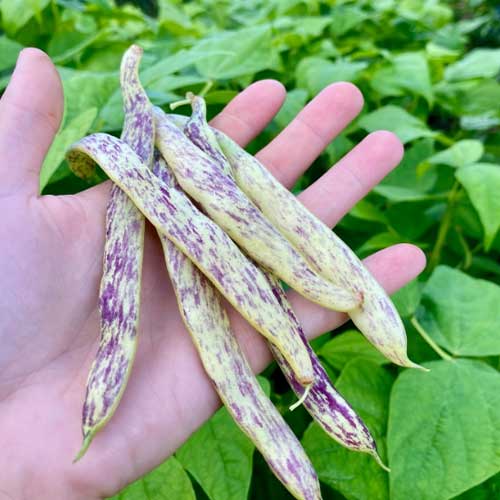 Dragon Tongue Beans Seeds