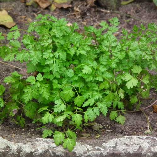 Chervil French Parsley Seeds