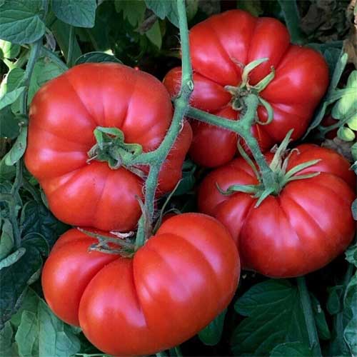 Red Beefsteak Tomato Seeds