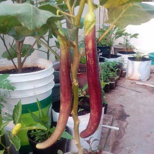 Brinjal Long Purple Vengeri Brinjal Seeds