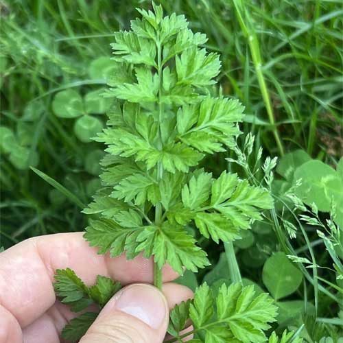 Chervil French Parsley Seeds