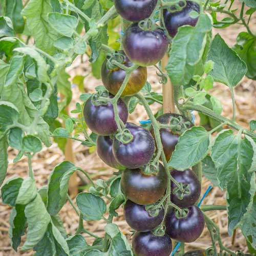 Tomato Blue Green Seeds
