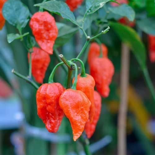 Chilli Naga Bhut Jolokia Ghost Pepper Seeds