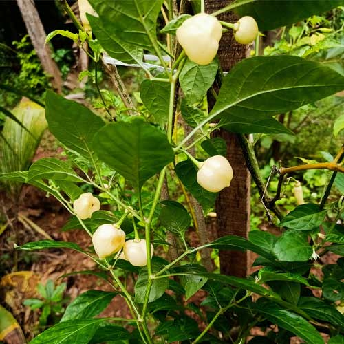 White Ghee Chilli Seeds