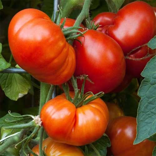 Red Beefsteak Tomato Seeds