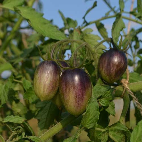 Tomato Atomic Grape Seeds