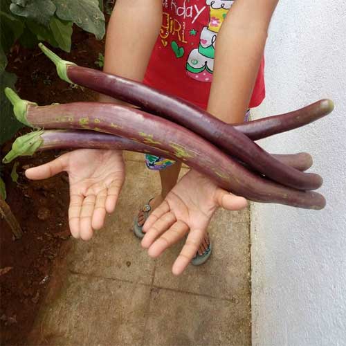 Brinjal Long Purple Vengeri Brinjal Seeds