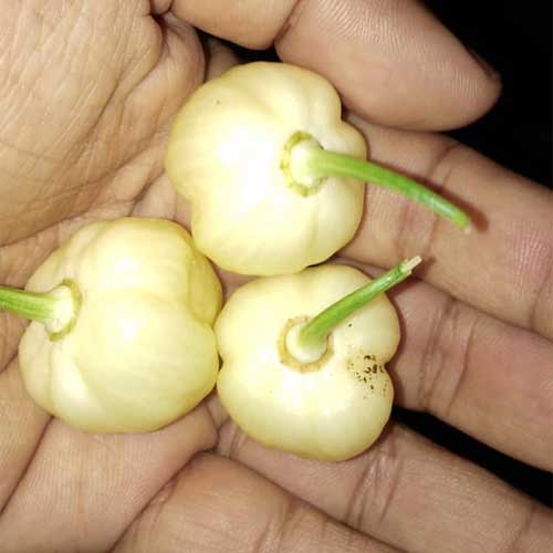 White Ghee Chilli Seeds