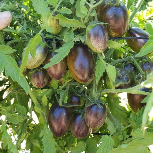 Tomato Atomic Grape Seeds