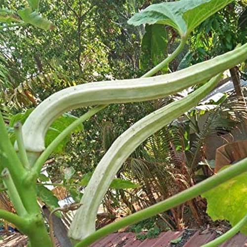Elephant Tusk Ladies Finger Okra Seeds