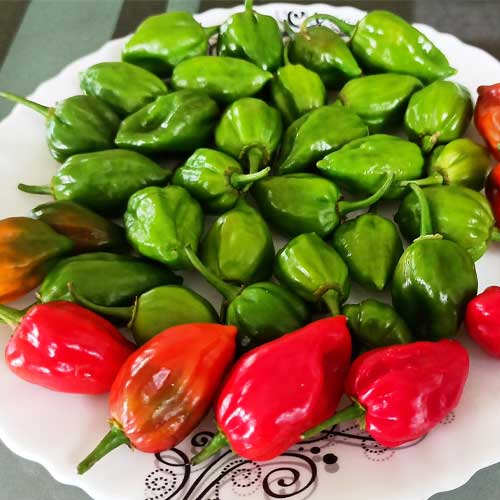 Mali Chilli Lantern Mundu Pepper Seeds