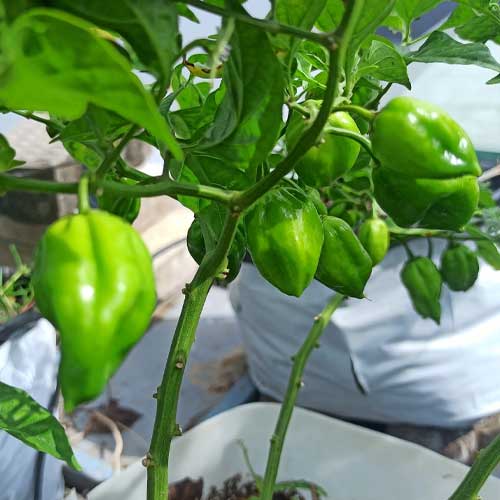 Mali Chilli Lantern Mundu Pepper Seeds