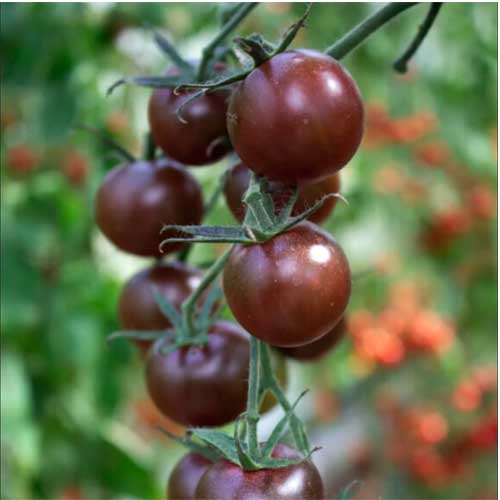 Black Cherry Tomato Seeds