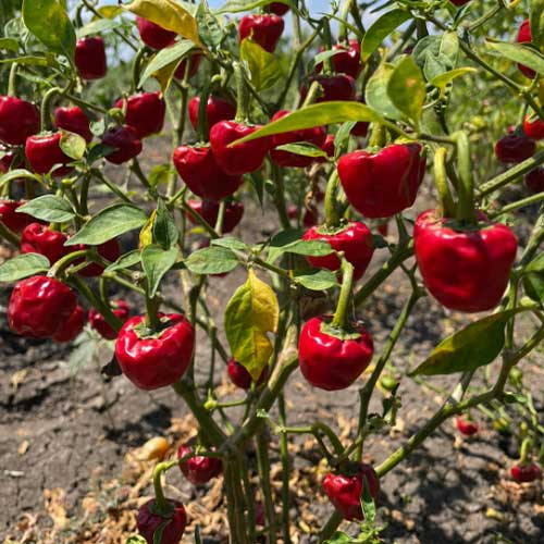 Chilli Ramnad Mundu Gundu Pepper Seeds