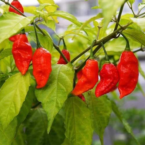 Chilli Naga Bhut Jolokia Ghost Pepper Seeds