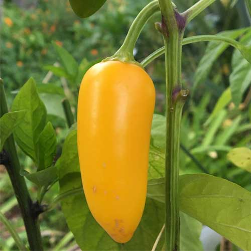 Yellow Bullet Chilli Seeds